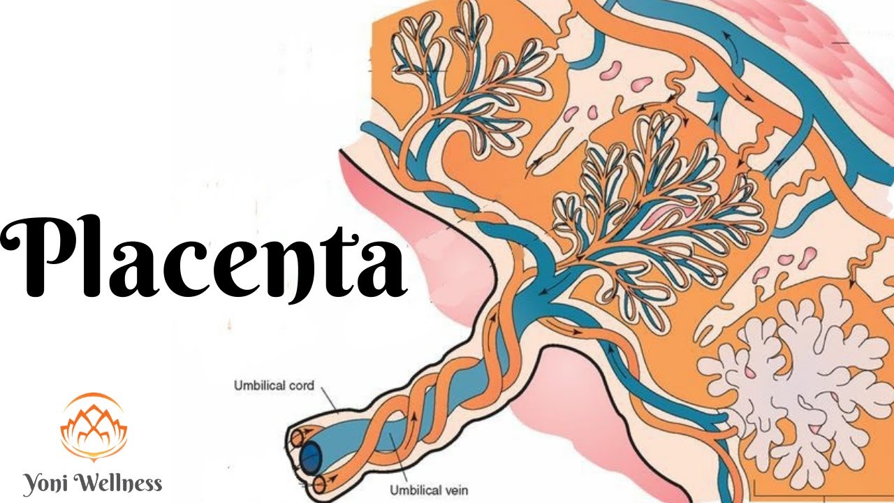 S1.Ep39: Placenta | Placenta joasă | Placenta praevia | Placenta accreta | Complicații | Simptome